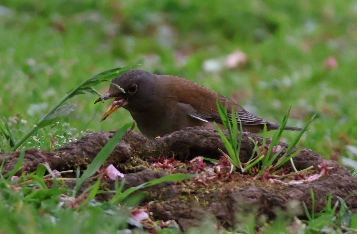 ミミズを食べているシロハラ