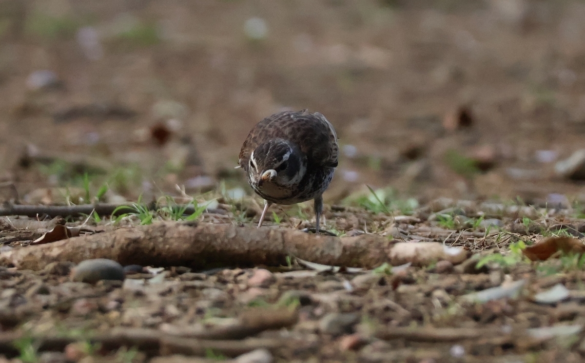 虫の幼虫を捕食するツグミ