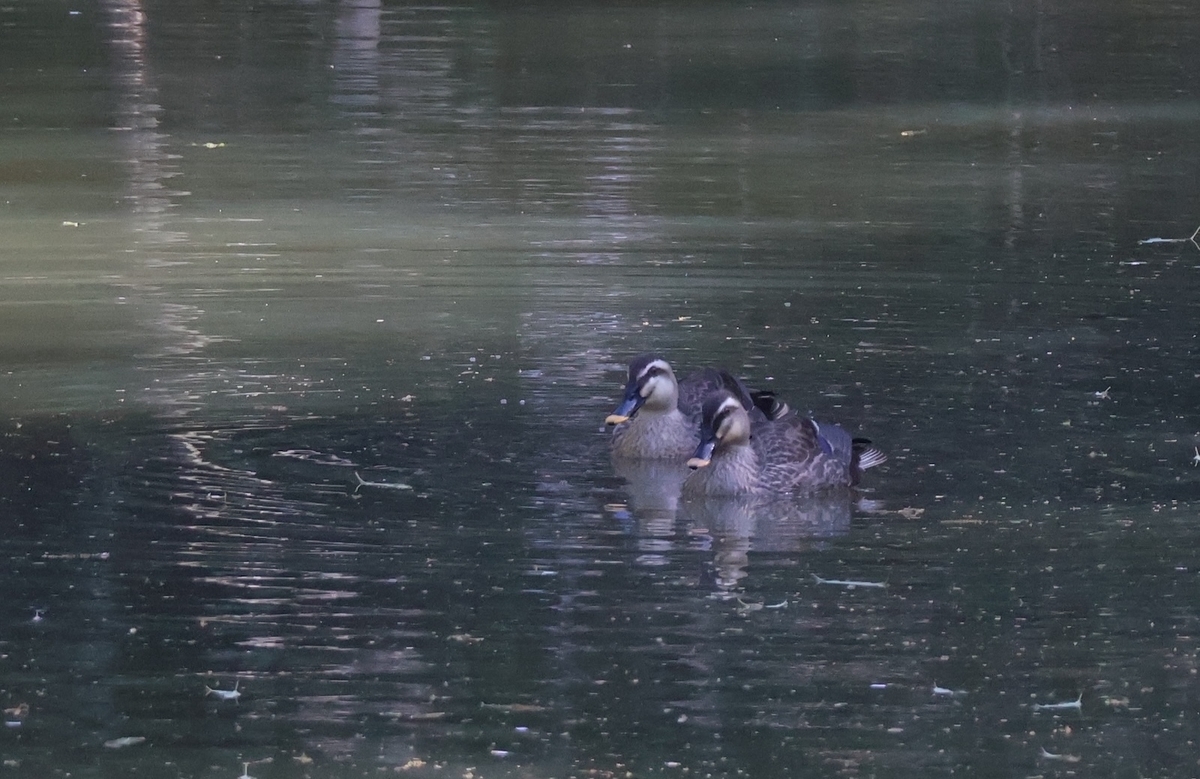 代々木公園バードサンクチュアリにいたカルガモ