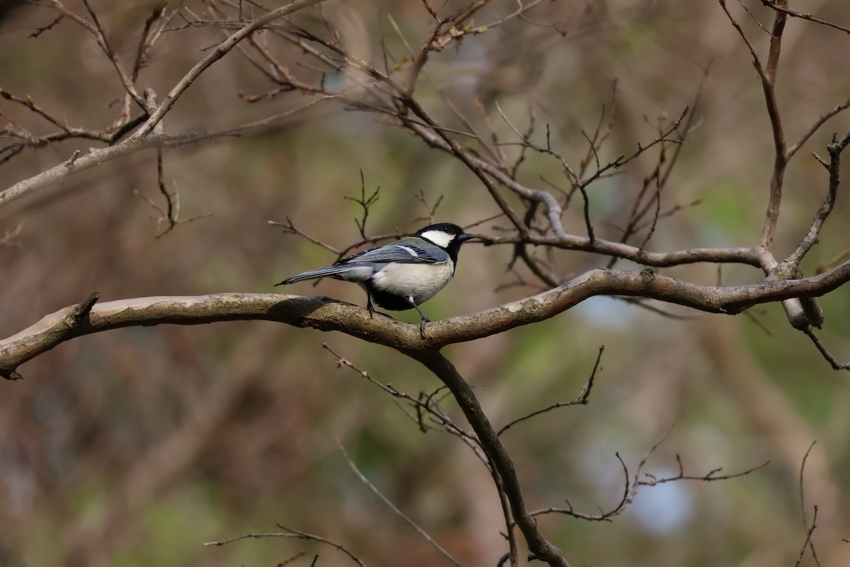 代々木公園サルスベリ林で餌を探すシジュウカラ