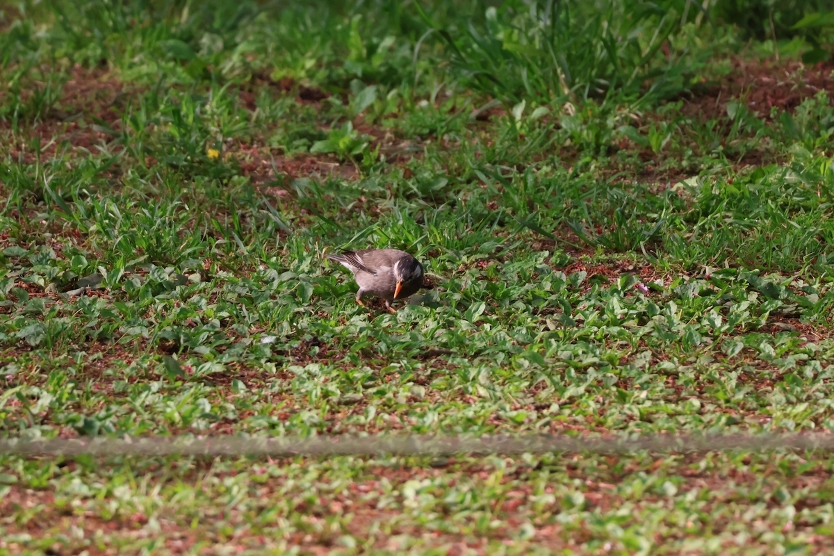代々木公園「桜の園」で餌を探すムクドリ