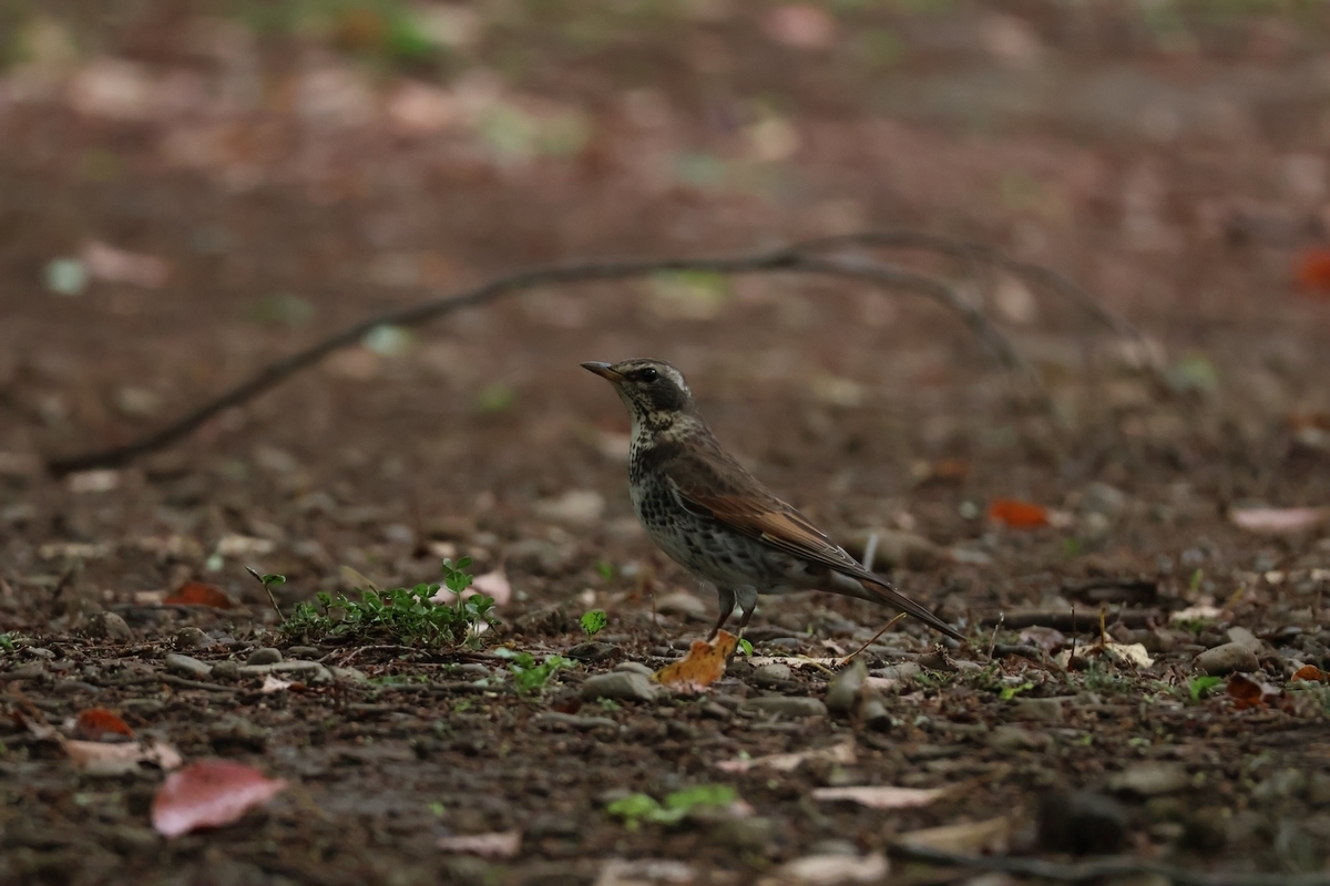 代々木公園フラワーランド近くにいたツグミ
