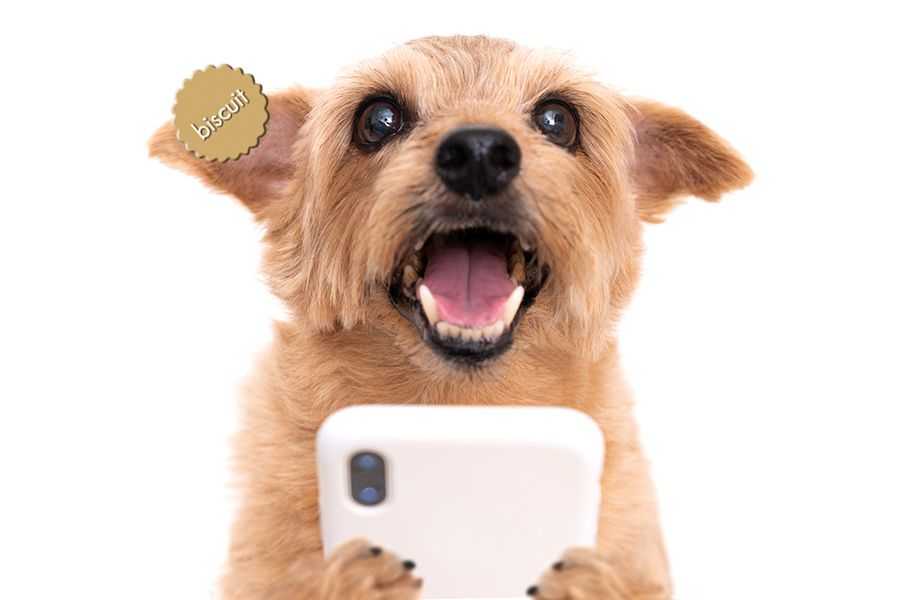 f:id:biscuitbiscuit:20191004013742j:plain