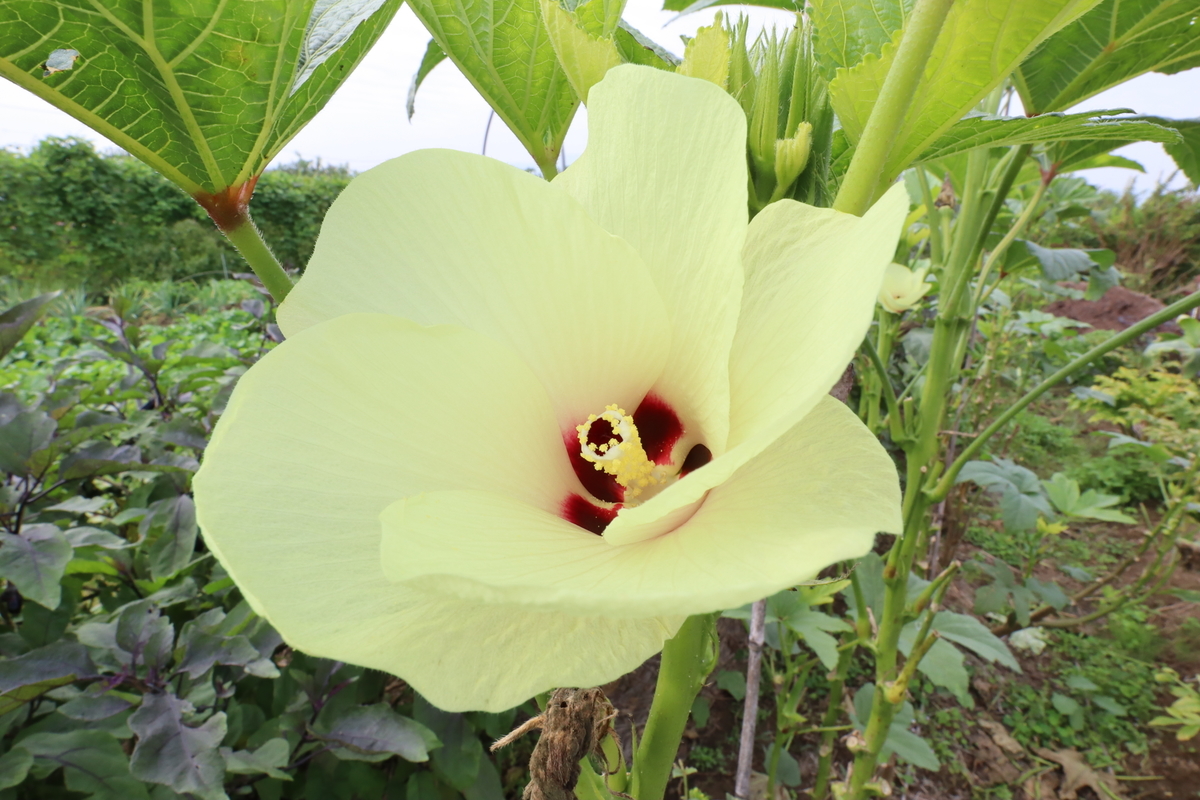 f:id:biskun:20201004180556j:plain