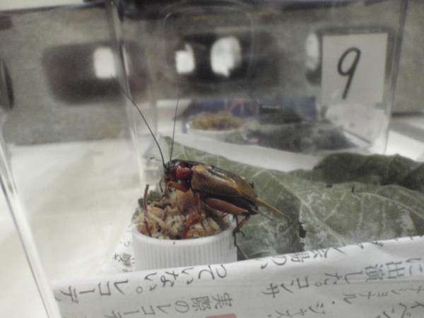 f:id:biso:20100918100457j:image