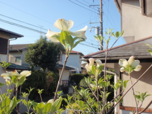 f:id:biso:20110420071012j:image