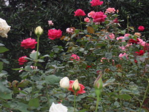 f:id:biso:20111031072141j:image