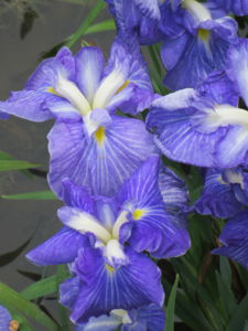 20120625073556