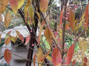 f:id:biso:20121224172617j:image