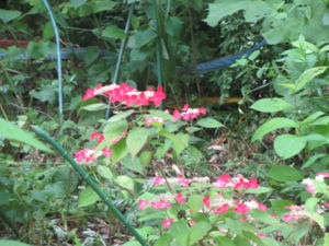 f:id:biso:20130608074512j:image