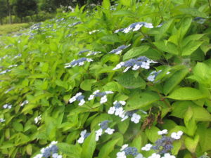 f:id:biso:20130611071436j:image