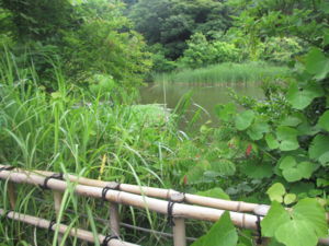 f:id:biso:20130611071518j:image