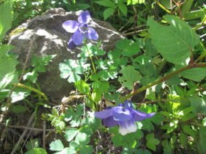 f:id:biso:20130624080131j:image