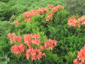 f:id:biso:20130624080315j:image