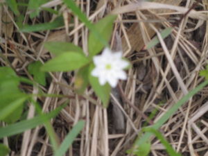 f:id:biso:20130624080331j:image