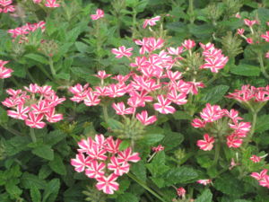 f:id:biso:20130907071114j:image