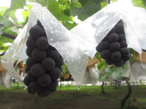 f:id:biso:20130909072436j:image