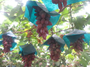 f:id:biso:20130909072517j:image