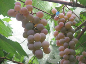 f:id:biso:20130909072533j:image