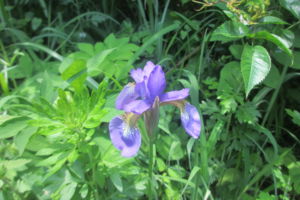 f:id:biso:20140616073955j:image