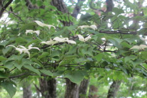 f:id:biso:20140616074028j:image