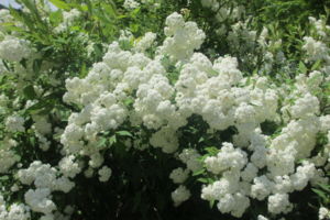 f:id:biso:20140616074134j:image