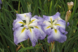 f:id:biso:20140623071841j:image