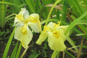 f:id:biso:20140623072019j:image
