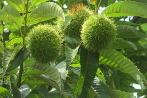 f:id:biso:20140908072632j:image