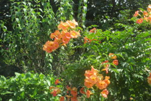f:id:biso:20140922071834j:image