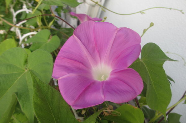 f:id:biso:20150806070636j:image