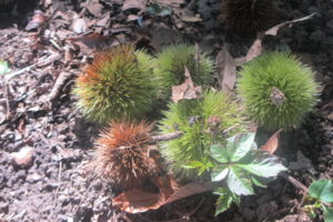 f:id:biso:20150824071231j:image f:id:biso:20150824071231j:image