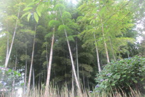 f:id:biso:20160701071159j:image