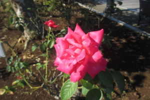 f:id:biso:20161019070702j:image