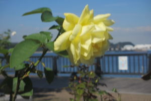 f:id:biso:20161019070724j:image