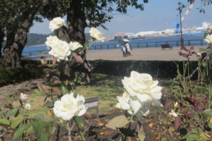 f:id:biso:20161019070912j:image