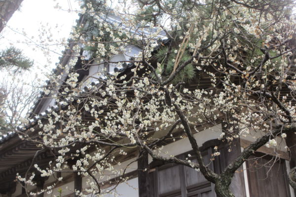 f:id:biso:20170221070724j:image