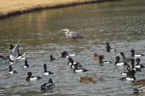 f:id:biso:20170221070826j:image