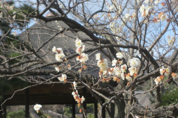 f:id:biso:20170221071052j:image