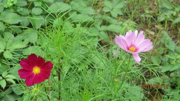 f:id:biso:20180913070441j:image