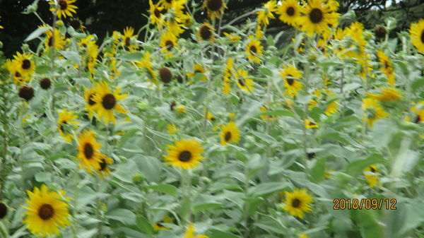 f:id:biso:20180913070743j:image