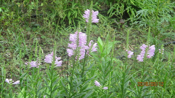 f:id:biso:20180913070948j:image