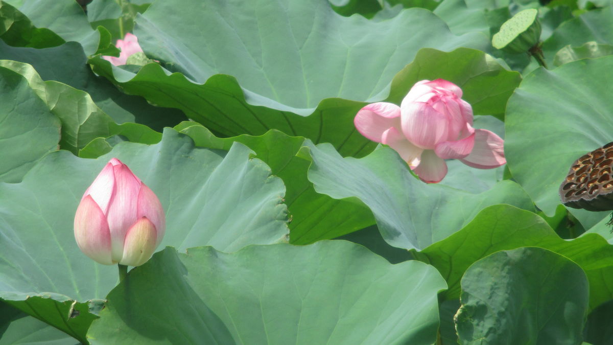 f:id:biso:20190822070839j:plain