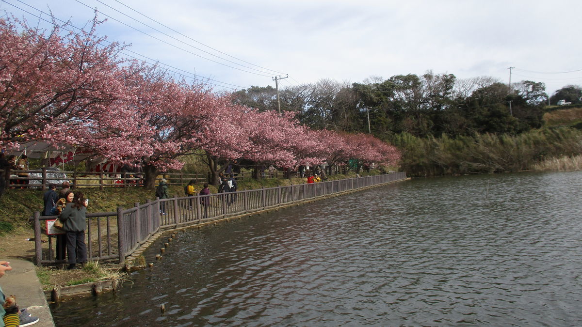 f:id:biso:20200213071745j:plain