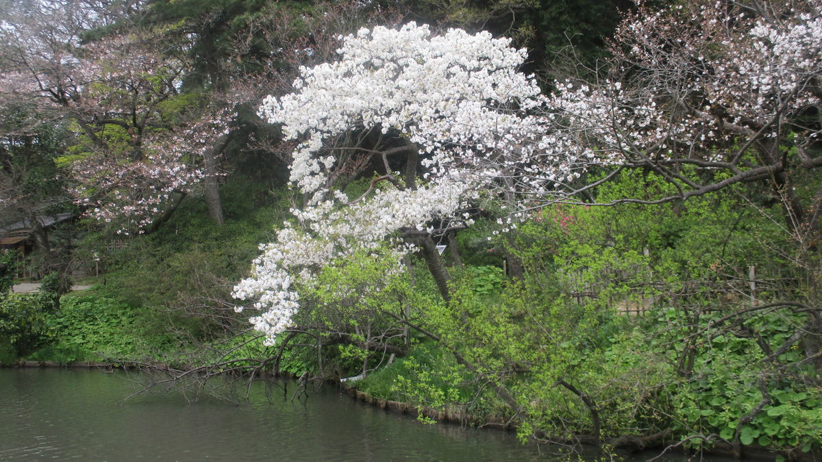f:id:biso:20200324071048j:plain