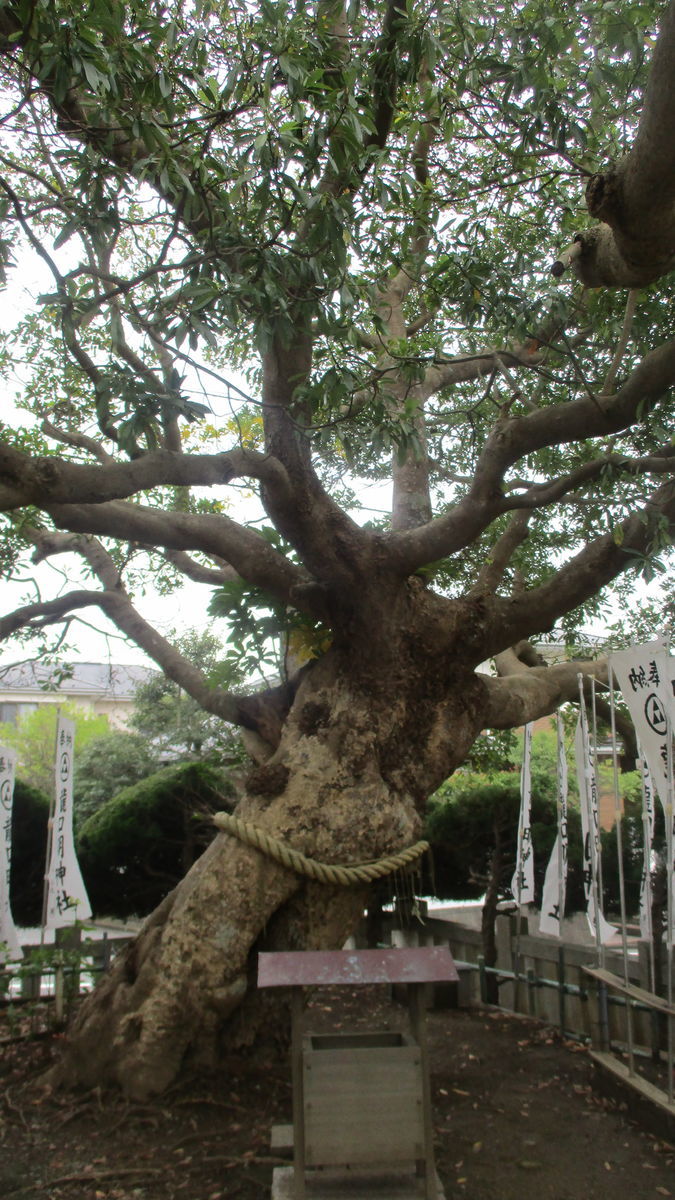 f:id:biso:20201020070030j:plain