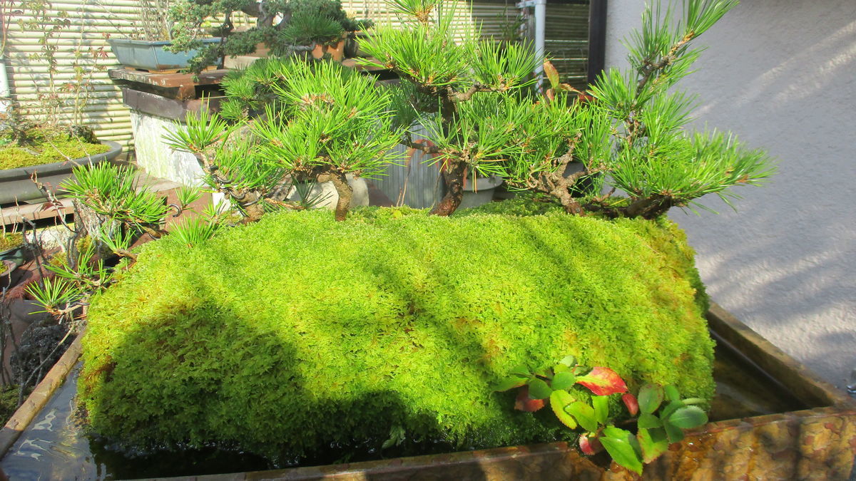 f:id:biso:20201127134650j:plain