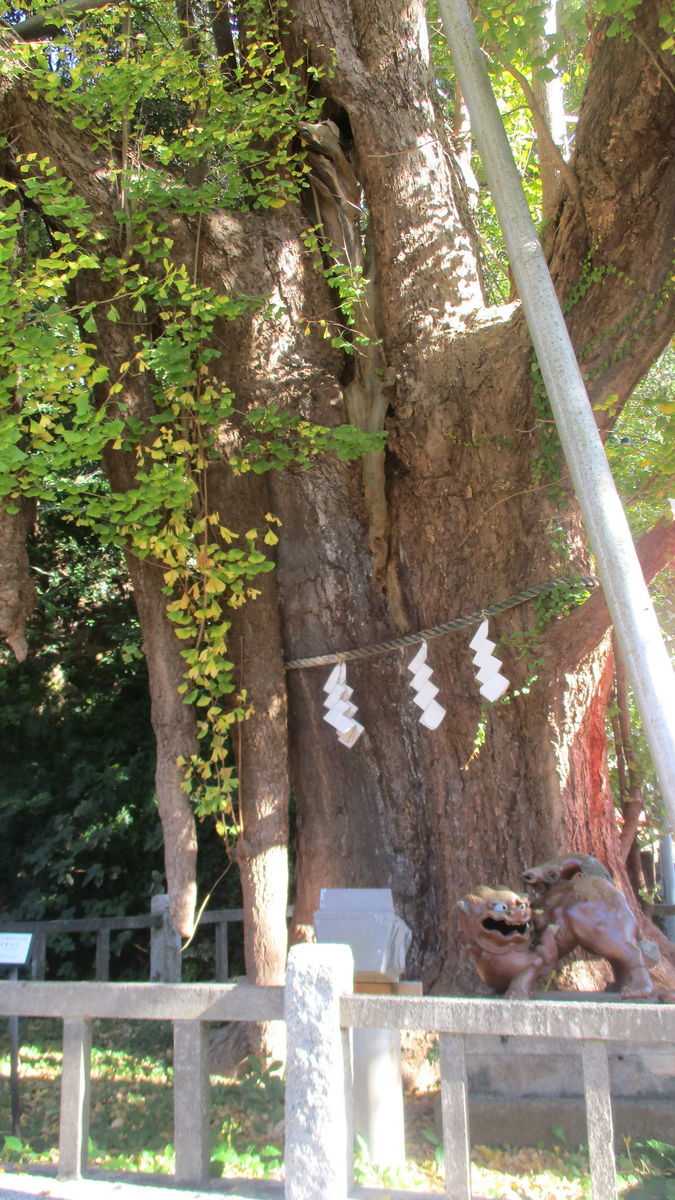 f:id:biso:20201208070556j:plain