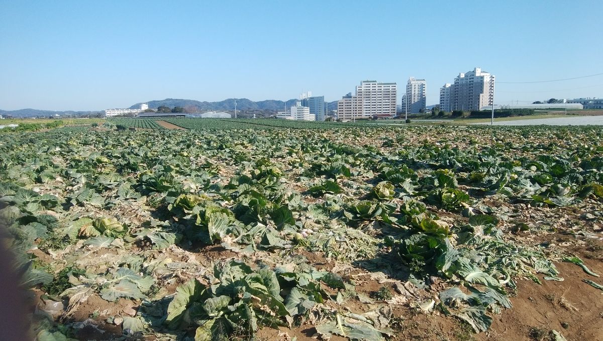 f:id:biso:20210212071759j:plain