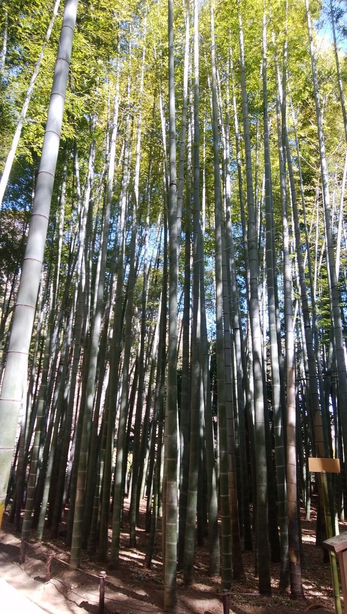 f:id:biso:20210219072724j:plain